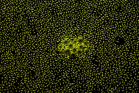 green duckweed on water with bubble in the lakeの写真素材