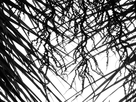 silhouette palm leaf on white backgroundの写真素材