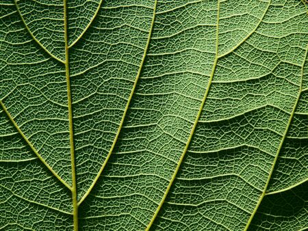 closeup leaf texture ( Bastard Teak, Bengal Kino, Kino Tree, Flame of the Forest )