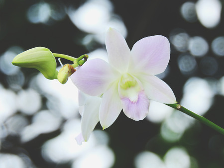 white orchid flowet in garden with bokeh backgroundの写真素材