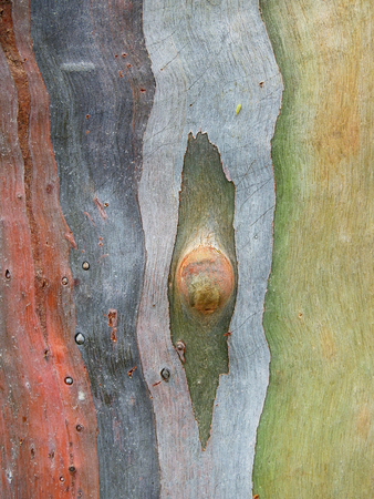 closeup colorful eucalyptus bark textureの写真素材