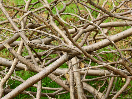 pile of dry tree branch