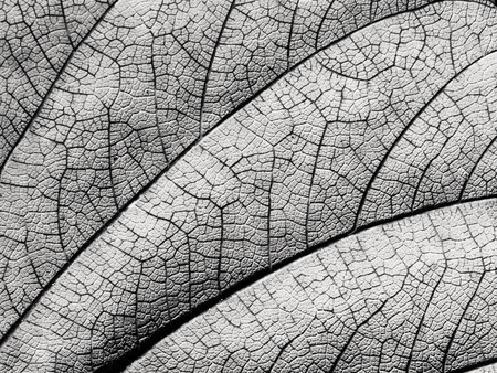 black and white leaf texture closeup