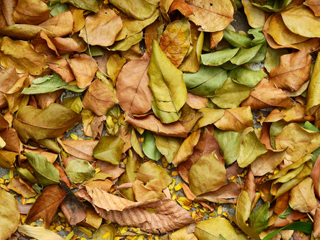 pile of dry autumn leaf on floor in gardenの写真素材