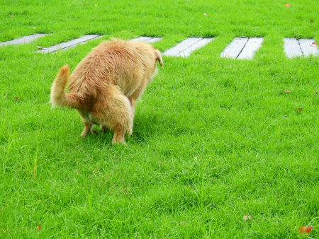 dog  feces on green grass lawn in gardenの写真素材