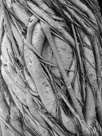 root around the trunk of the banyan treeの写真素材