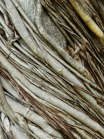 root around the trunk of the banyan treeの写真素材