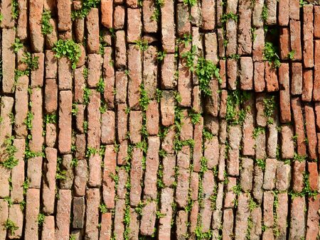 green plant growth on old brick wall