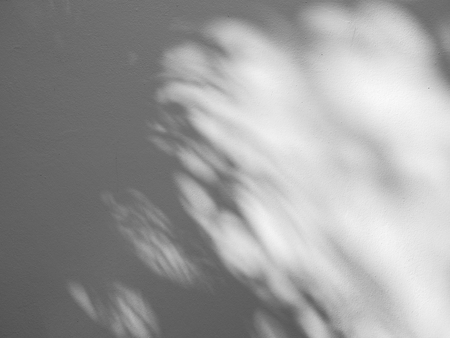 abstract shadow of palm leaf on white wall backgroundの写真素材