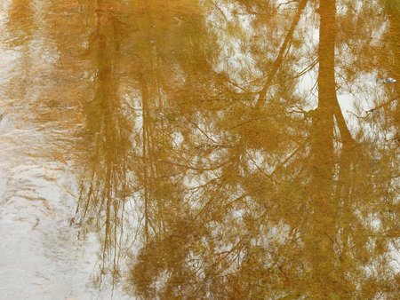Reflection of a tree on wet asphalt road texture
