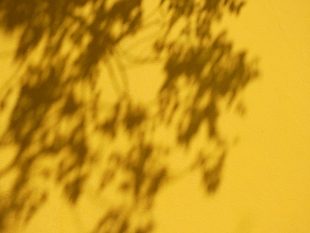 shadow of tree on art yellow wall backgroundの写真素材