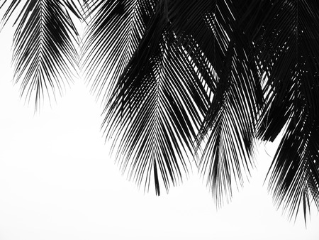silhouette palm coconut leaf on white backgroundの写真素材