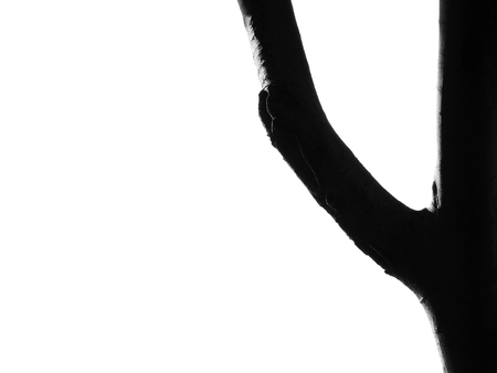 shape of silhouette tree on white backgroundの写真素材