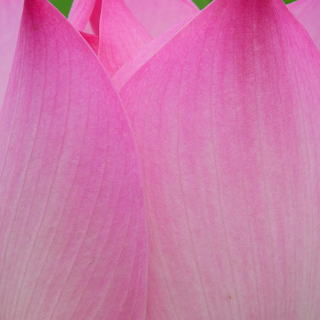 pink petal of lotus closeupの写真素材