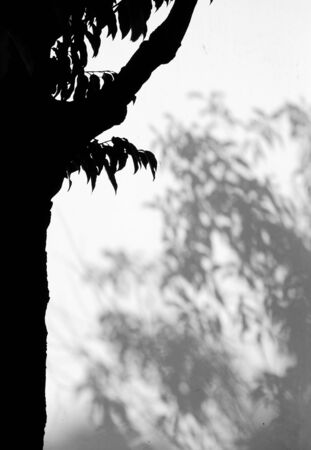silhouette tree with shadow on white wall の写真素材