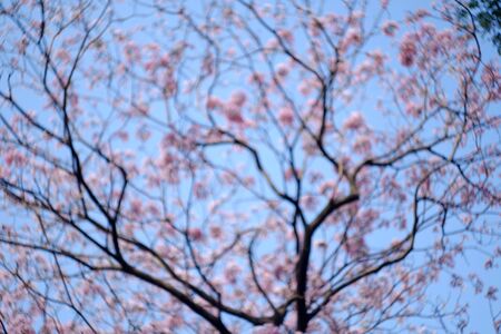 blur focus of pink trumpet tree in the park