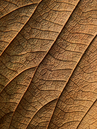 dry brown leaf texture ( Bastard teak,Bengal kino,Kino tree,Flame of the forest )の写真素材