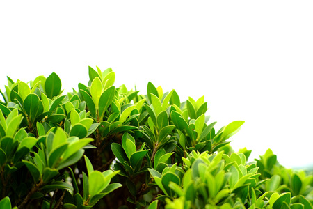 closeup green leaf of bush on white backgroundの写真素材