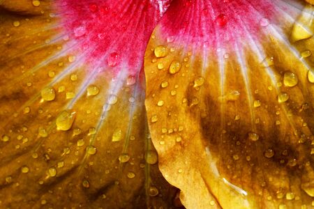 water drop on petal of hibiscus flowerの写真素材
