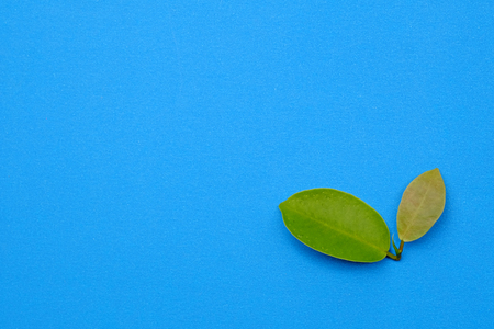 green leaf on blue paper with space background