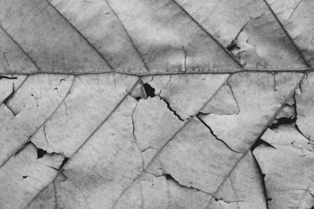 dry leaf with crack texture monochromeの写真素材