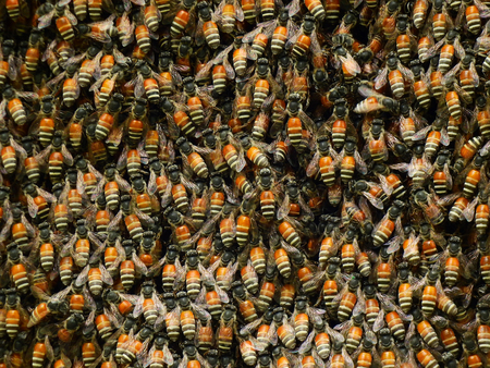 swarm bee on honeycomb closeup の写真素材