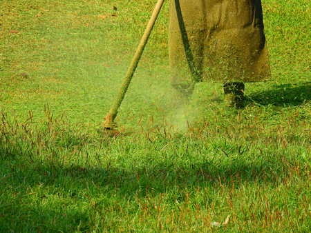 cutting grass on the lawn in garden