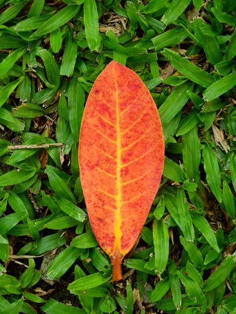 red autumn leaf fall on green grass lawn 