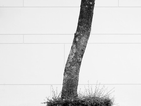 tree in street with white wall black and white styleの写真素材
