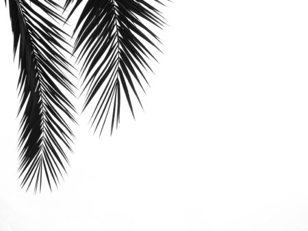 Silhouette beautiful of coconut leaf on white backgroundの写真素材