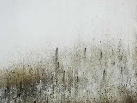 dirty wall with mold texture backgroundの写真素材