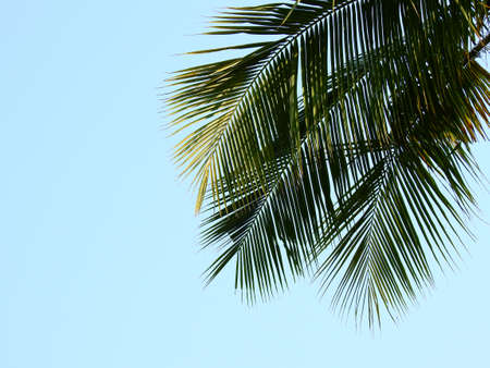 coconut leaf with blue sky backgroundの写真素材