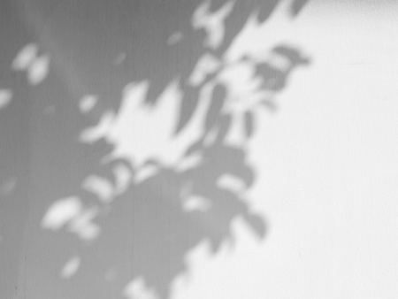 shadow of the leaves on a white wall