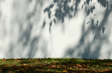 shadow on wall with autumn leaf in the lawn on the groundの写真素材