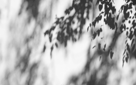 shadow of the leaves on a white wallの写真素材