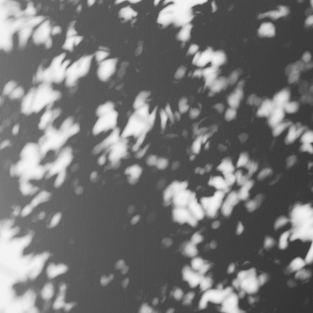 shadow of the leaves on a white wallの写真素材