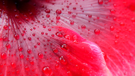water drop on petal of hibiscus flowerの写真素材