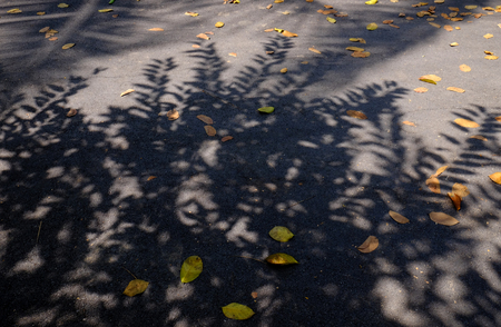 autumn leaf on asphalt road with shadow of treeの写真素材