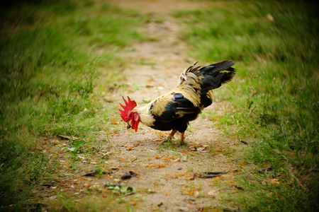 hen on grass lawn with swirly bokehの写真素材