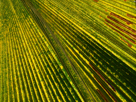 palm leaf texture in the autumn seasonの写真素材