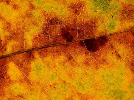 colouful autumn leaf texture ( Bastard teak,Bengal kino,Kino tree,Flame of the forest )