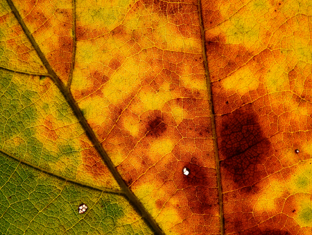 autumn leaf texture ( Bastard teak,Bengal kino,Kino tree,Flame of the forest )