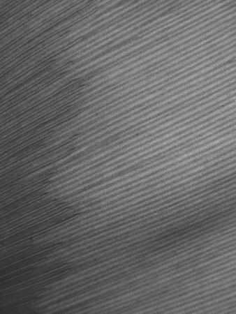 gray leaf texture