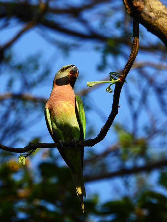 famale red-breasted parakeet ( Psittacula alexandri ) on tree in nature