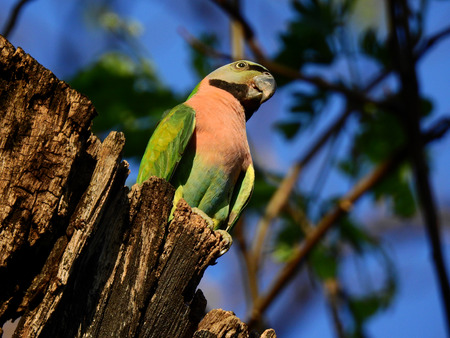 famale red-breasted parakeet ( Psittacula alexandri ) on tree in nature