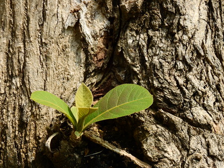 young leaf of teak tree