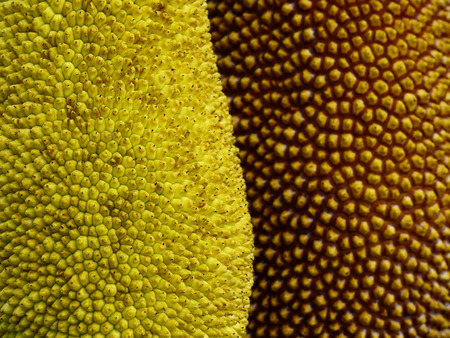 shell of jackfruit textureの写真素材