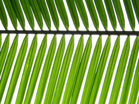green palm leafの写真素材