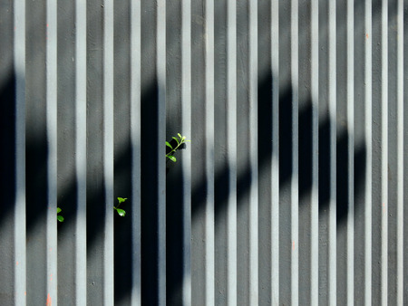 shadow on metal fence with ivy plant