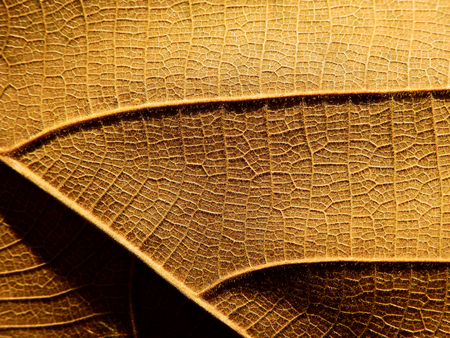 dry brown leaf texture